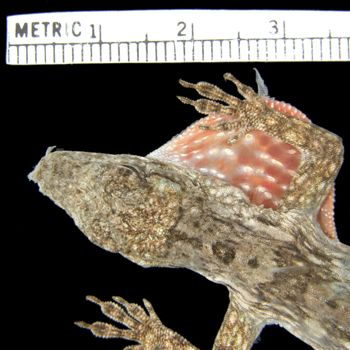 Media type: image;   Herpetology R-186147